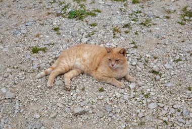 Ginger tekir kedisi, küçük taşlar ve yeşil yosun parçalarıyla sert çakıl taşı yüzeyinde rahatça yatıyor. Doğal dokuları ve toprak tonlarıyla huzurlu bir açık hava sahnesi..