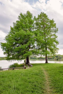 Güzel kel selvi ağaçları (Taxodium distichum) ve Nagykanizsa yakınlarındaki Macar parkında huzurlu bir tekne gölünün yanında taze bahar yaprakları. Tahta bank ve yeşil çimen mükemmel bir rahatlama noktası oluşturur.