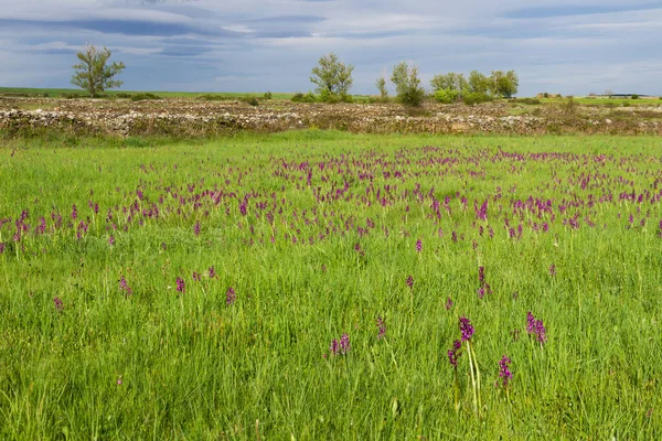 Meadows Orkidelerle Manzara — Stok fotoğraf
