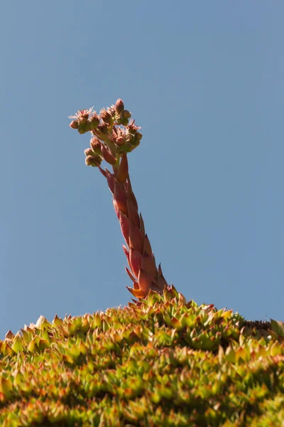 Sempervivum Tectorum Plant Crassulaceae Bloom — Stock Photo, Image