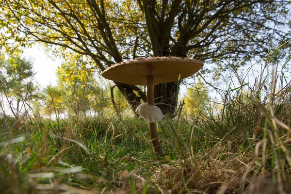 Parasol Mushroom Autumnal Landscape Trees Snakeskin Steam Characteristic Ring Revealing — Stock Photo, Image