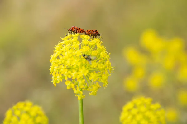 Two Graphosoma Lineatum Insects Mating Umbels Yellow Flowers Herbaceous Plants — Stock Photo, Image