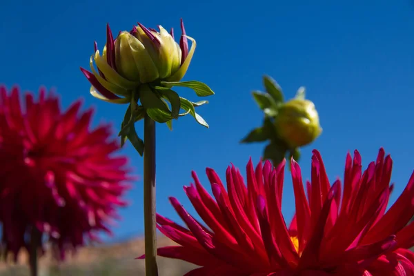 Fleurs Dahlias Différents Stades Croissance Floraison — Photo