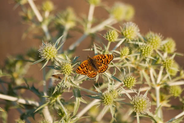 Butterfly Melitaea Phoebe Green Thistle — Stock Photo, Image
