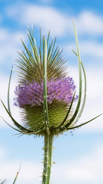 Thistle Purple Lilac Flowers Summer Background Blue Sky Puffy Clouds — Stock Photo, Image