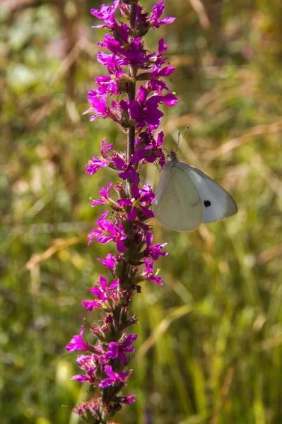 White Cabbage Butterfly Perched Flower Loosestrife Lythrum Wetland — Stock Photo, Image