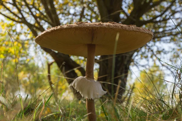 Detail Mushroom Cap Ring Procera Macrolepiota Mushroom Autumn — Stock Photo, Image