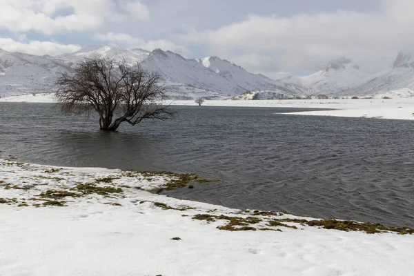 Затоплене Взимку Дерево Засніжених Гірських Ландшафтних Болотах — стокове фото