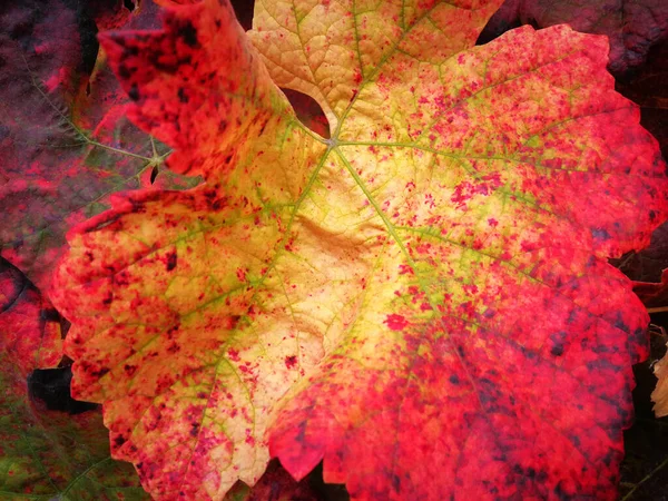 Detaily Vinné Révy Živou Podzimní Barevnou Červenou Žlutou — Stock fotografie