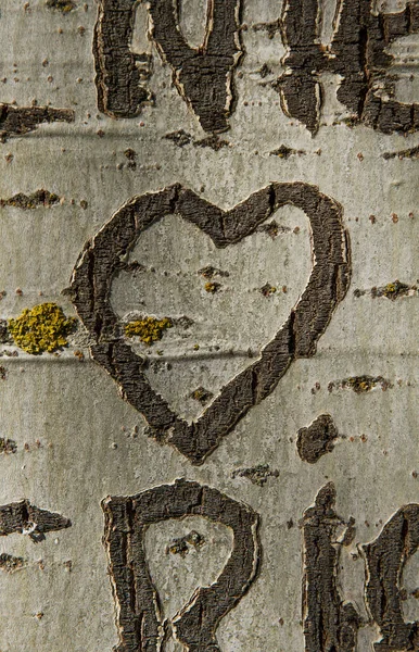 Heart Engraved Bark Tree — Stock Photo, Image
