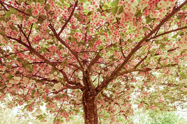 桜や梅はピンクや白の花を咲かせます レトロなトーンでカラートリートメントで写真 — ストック写真