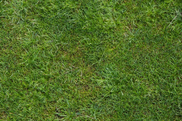 Textur Oder Hintergrund Von Naturgrünem Gras Auf Der Wiese Stockfoto