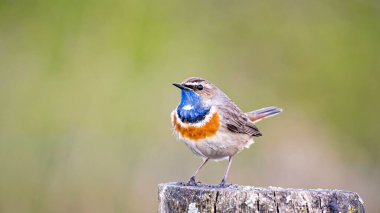Ormandaki sevimli kuş.