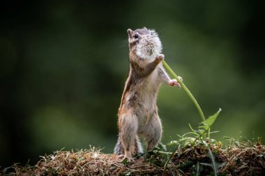 Hollanda 'nın Noord Brabant kentindeki ormanda Sibirya sincabı (Eutamias sibiricus)