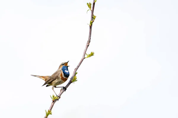 Vogel Auf Einem Ast Eines Baumes — Stockfoto