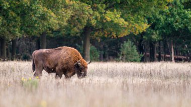 Avrupa Bizonu. Sonbahar ormanında otlayan etkileyici dev Avrupalı bizon.