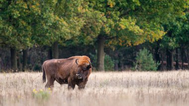 Avrupa Bizonu. Sonbahar ormanında otlayan etkileyici dev Avrupalı bizon.