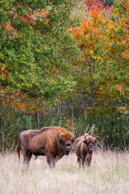 Avrupa Bizonu. Sonbahar ormanında otlayan etkileyici dev Avrupalı bizon.