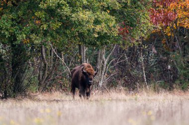 Avrupa Bizonu. Sonbahar ormanında otlayan etkileyici dev Avrupalı bizon.