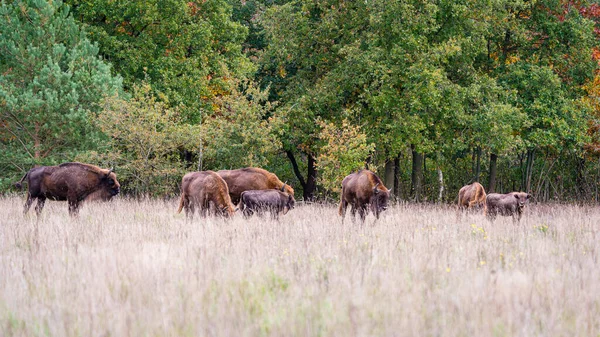 stock image European Bison. Impressive giant wild Europan bison grazing in the autumn forest