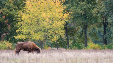 Avrupa Bizonu. Sonbahar ormanında otlayan etkileyici dev Avrupalı bizon.