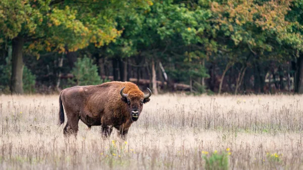 European Bison Impresionante Bisonte Gigante Salvaje Europan Pastando Bosque Otoño — Foto de Stock