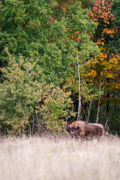 Bisonte Europeo Impressionante Gigante Selvatico Bisonte Europan Pascolo Nella Foresta — Foto Stock