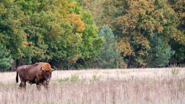 Bisonte Europeo Impressionante Gigante Selvatico Bisonte Europan Pascolo Nella Foresta — Foto Stock