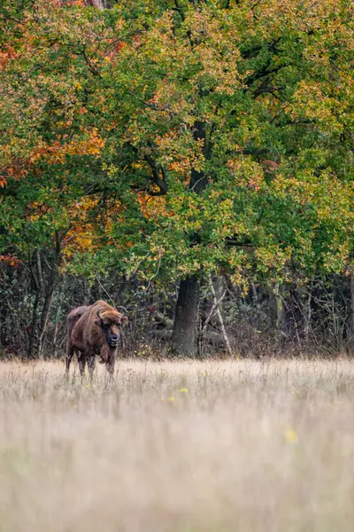 European Bison Impressive Giant Wild Europan Bison Grazing Autumn Forest — Stock Photo, Image