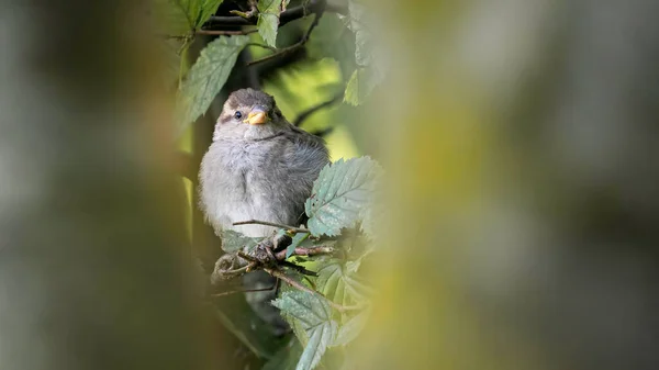 葉の木の下に隠れている庭の美しい雀 — ストック写真
