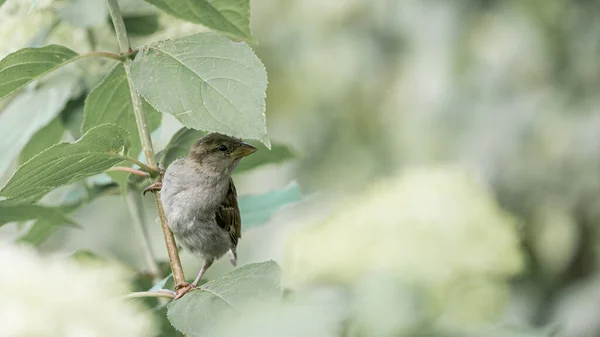 Schöner Sperling Garten Versteckt Sich Unter Einem Laubbaum — Stockfoto
