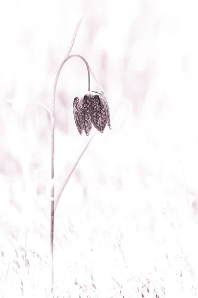 Snake\'s head fritillary flowers blooming in spring