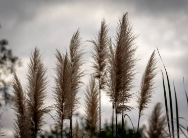 Güney Amerika 'da yetişen Pampas Çimeni olarak bilinen Cortaderia Selloana' nın arka ışıklandırması. Doğanın kavramı, huzur ve esinti.