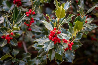 Ökseotu çalılığına, yapraklara ve kırmızı böğürtlenlere yakın. Geleneksel Noel bitkisi