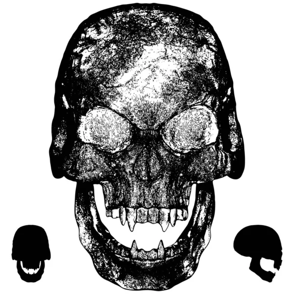 ヴァンパイア スカル ベクター 白を基調としたイラスト 吸血鬼の頭蓋骨のベクトルイラスト — ストックベクタ