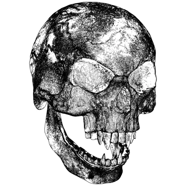 Vampierskull Vector Afbeelding Geïsoleerd Witte Achtergrond Een Vector Illustratie Van — Stockvector