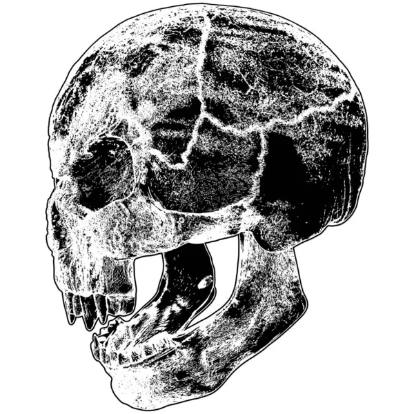 Vector Cráneo Vampiro Ilustración Aislado Sobre Fondo Blanco Una Ilustración — Archivo Imágenes Vectoriales