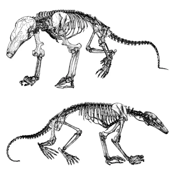 Динозавр Скелетон Вектор Ілюстровано Білому Тлі Векторна Ілюстрація Скелета Динозаврів — стоковий вектор