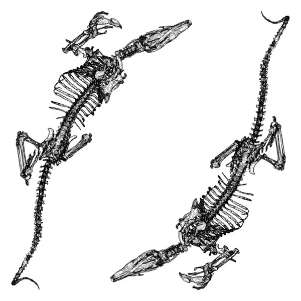 Dinosaurierskelettvektor Illustration Isoliert Auf Weißem Hintergrund Eine Vektorillustration Eines Dinosaurier — Stockvektor