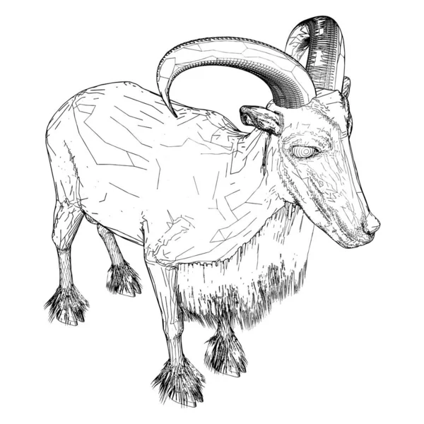 Owce Kozie Wektor Ilustracja Izolowana Białym Tle Wektor Ilustracja Owiec — Wektor stockowy
