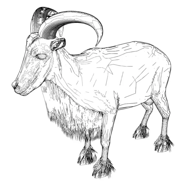 Vettore Pecore Caprine Illustrazione Isolata Sfondo Bianco Vettoriale Illustrazione Capra — Vettoriale Stock