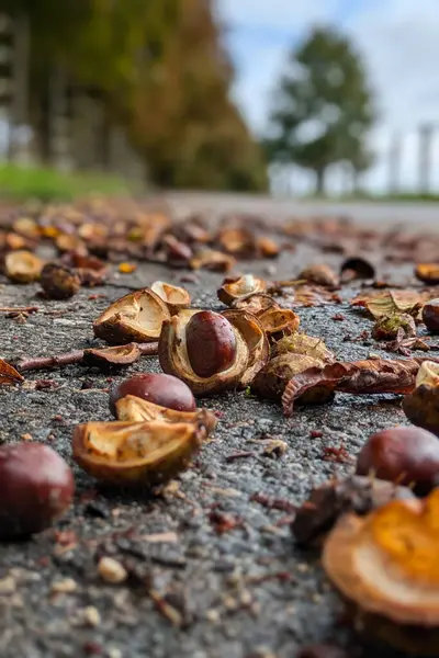 Yolda açık kestane ve kuru yapraklar düştü. arkaplan olarak ağaçlar, sonbahar.