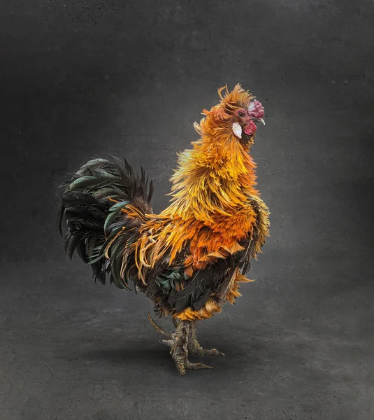 stock image Beautiful Rooster standing on the grey background. Concept like a boss. cool man.The winner.The greatest fighter.Rooster zodiac year.Year of rooster.