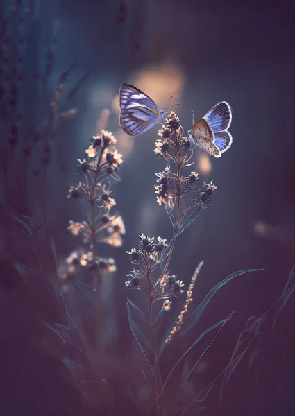 Δύο Πεταλούδα Στα Λουλούδια Ακτίνες Του Καλοκαιρινού Ηλιακού Φωτός Εξωτερικούς Εικόνα Αρχείου