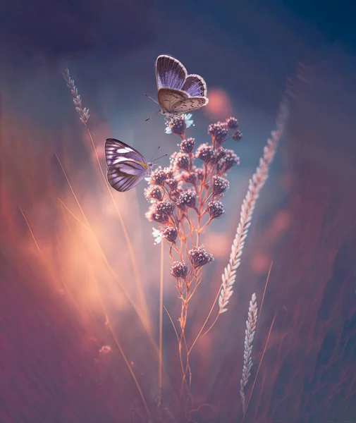 Two Butterfly Flowers Rays Summer Sunlight Spring Outdoors Macro Wildlife Rechtenvrije Stockfoto's