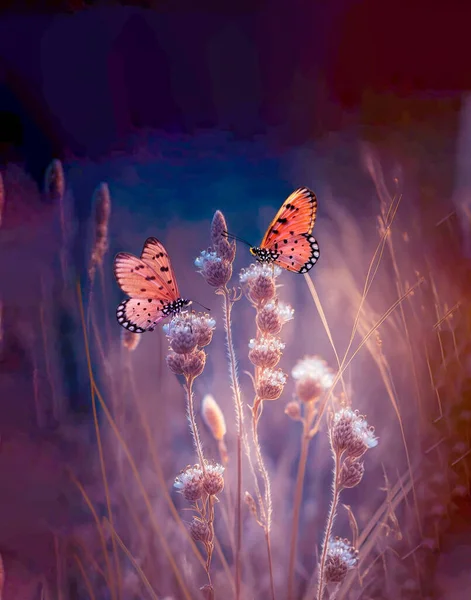 Two Butterfly Flowers Rays Summer Sunlight Spring Outdoors Macro Wildlife Stockfoto