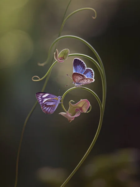 Ένα Ζευγάρι Πεταλούδες Ένα Αμπέλι Όμορφη Μακροφωτογραφία Φωτογραφία Αρχείου