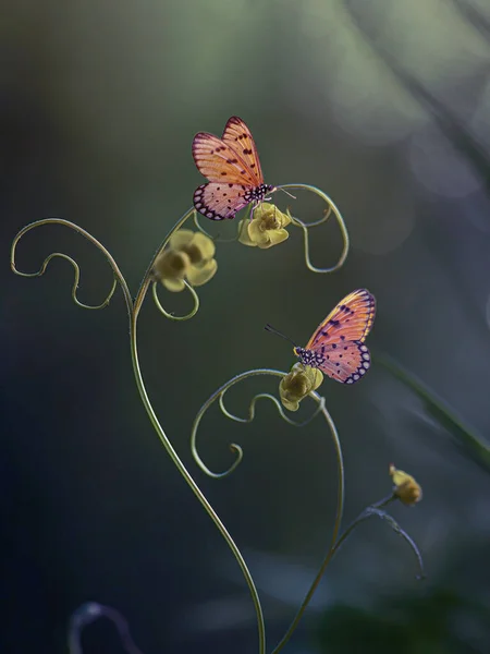 Ένα Ζευγάρι Πεταλούδες Ένα Αμπέλι Όμορφη Μακροφωτογραφία Royalty Free Εικόνες Αρχείου