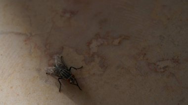 Mermer duvarda ev sineği var. Canlı sinek kameraya poz veriyor.