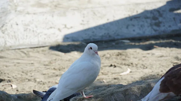Biały Gołąb Patrzy Fotografa Plaży — Zdjęcie stockowe